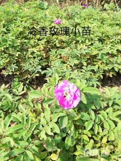 高度50厘米冷香玫瑰