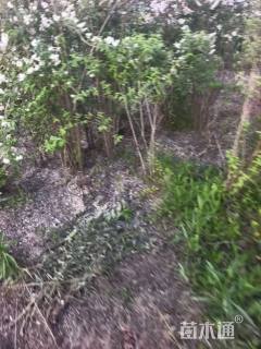 高度250厘米溲疏