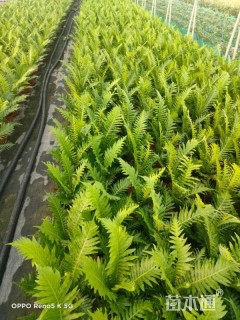 高度25厘米肾蕨