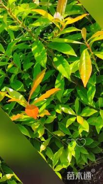 高度60厘米木荷小苗