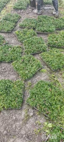 高度15厘米麦冬