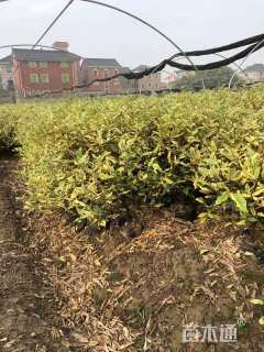 高度40厘米胡颓子