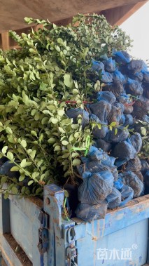 高度50厘米大叶黄杨