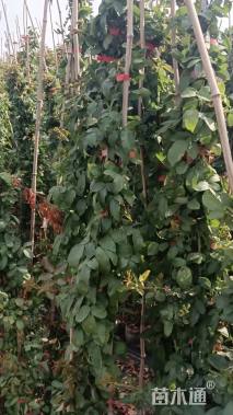 121厘米藤本月季