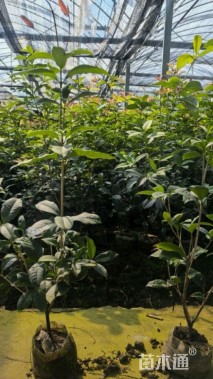 高度40厘米四季桂小苗