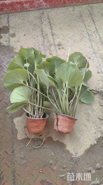 高度15厘米大吴风草