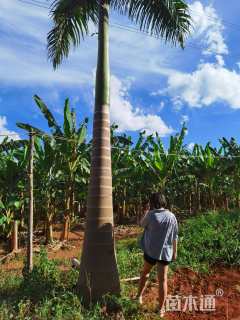 裸干高150厘米大王椰子