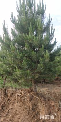 高度300厘米樟子松