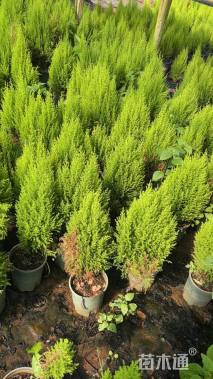 高度30厘米甘松