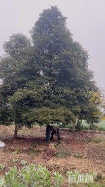 15公分金丝楠木