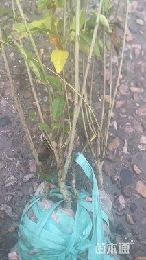 高度50厘米大叶栀子