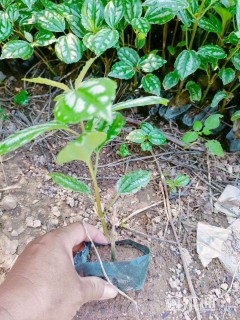 高度20厘米冷水花