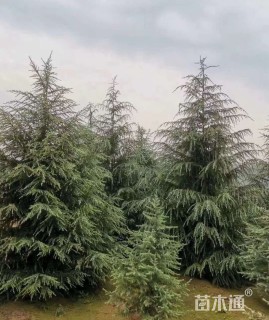 高度500厘米雪松