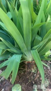 高度30厘米蝴蝶兰