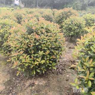 冠幅90厘米红叶石楠球