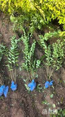 高度60厘米水蜡