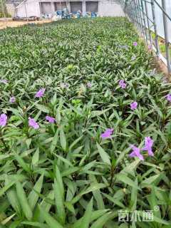 高度25厘米翠芦莉