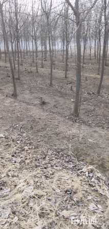 69公分紫叶稠李