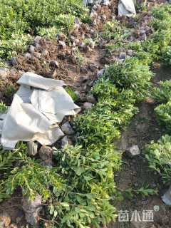 高度25厘米海桐