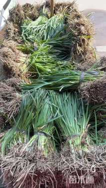 高度30厘米紫娇花