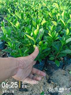 高度15厘米栀子花