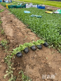 高度20厘米金鸡菊