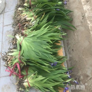 高度24厘米燕尾草