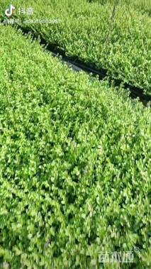 高度30厘米满天星