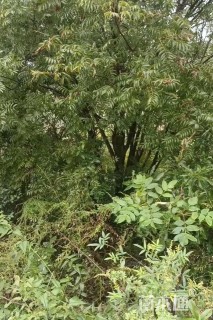 10公分(6杆)丛生黄连木