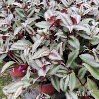 高度35厘米吊竹梅