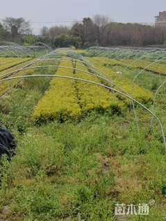 高度30厘米金森女贞