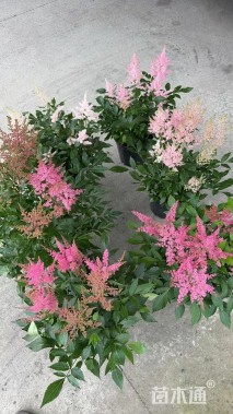 高度30厘米落新妇