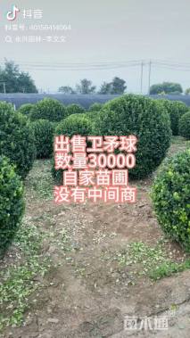 高度150厘米嫁接卫矛球