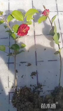 高度30厘米茶梅