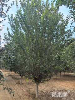 19公分西府海棠