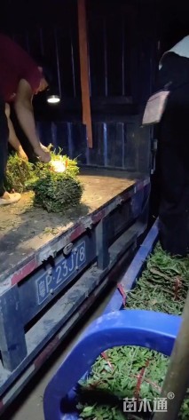 大叶油草