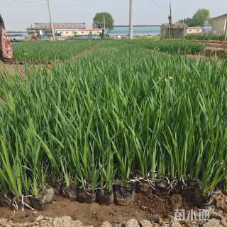 高度20厘米马莲