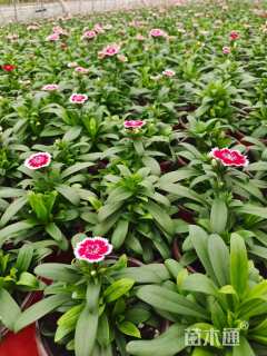 高度10厘米常夏石竹