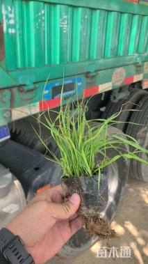 高度20厘米紫穗狼尾草