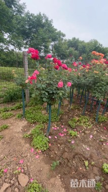 高度40厘米大花月季