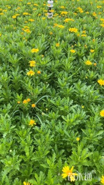 高度30厘米木春菊