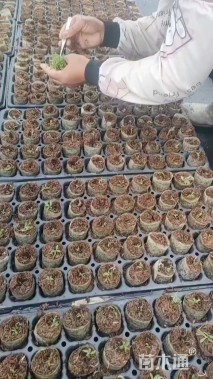 高度2厘米桉树小苗