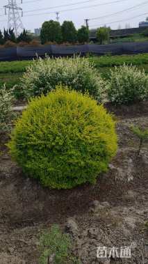 高度100厘米杞柳
