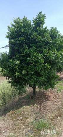 高度250厘米柑橘