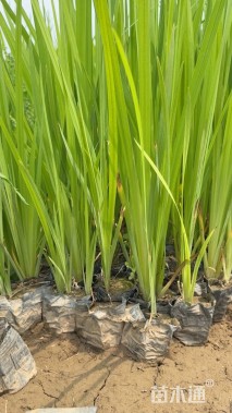 高度30厘米水生鸢尾