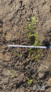 高度35厘米麻叶绣球