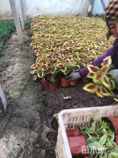 高度15厘米彩叶草