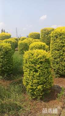 1公分造型金冠女贞