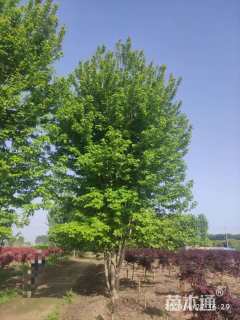 高度800厘米丛生美国红枫