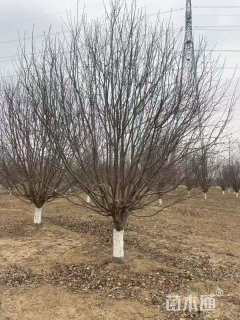 15公分绚丽海棠